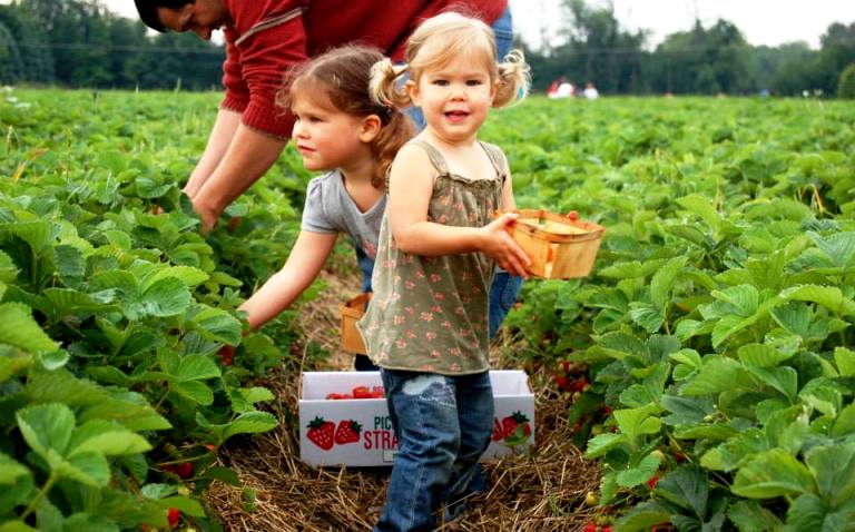 self-picking landfriend